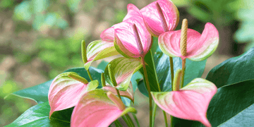 ANTHURIUM
